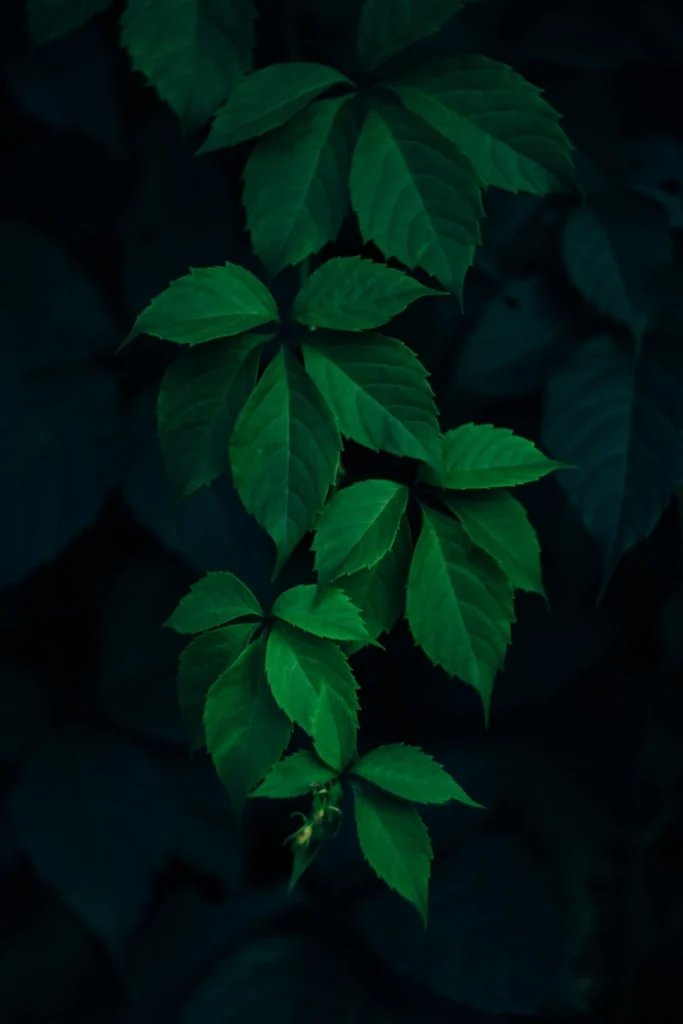 f6746ef85b7db48803c5292dd4194804b08e5eb7